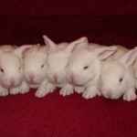 Bunnies on Stairs